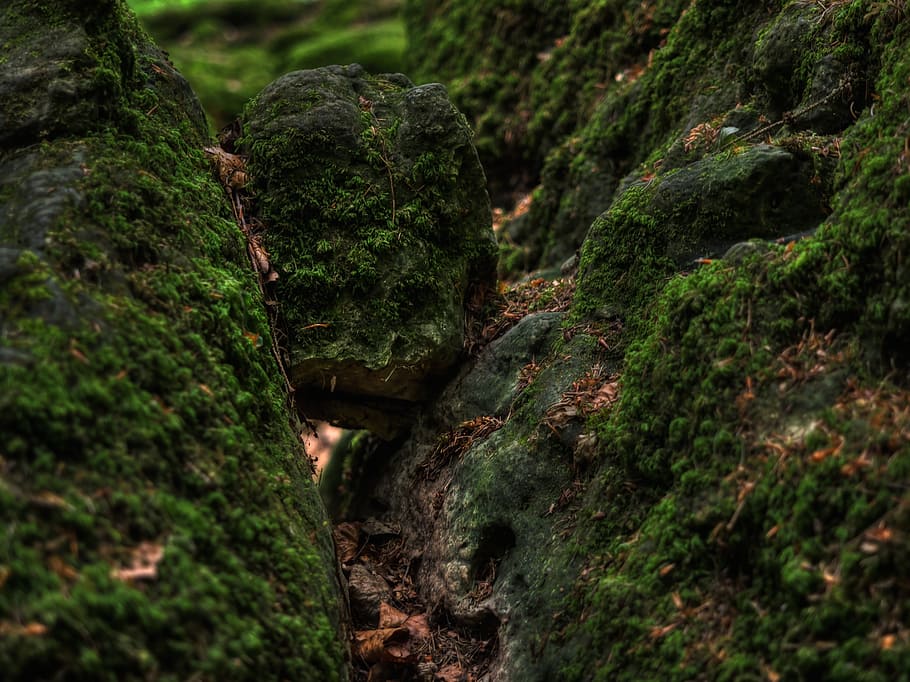 forest floor, moss, green, bemoost, nature, wild, plant, growth HD wallpaper