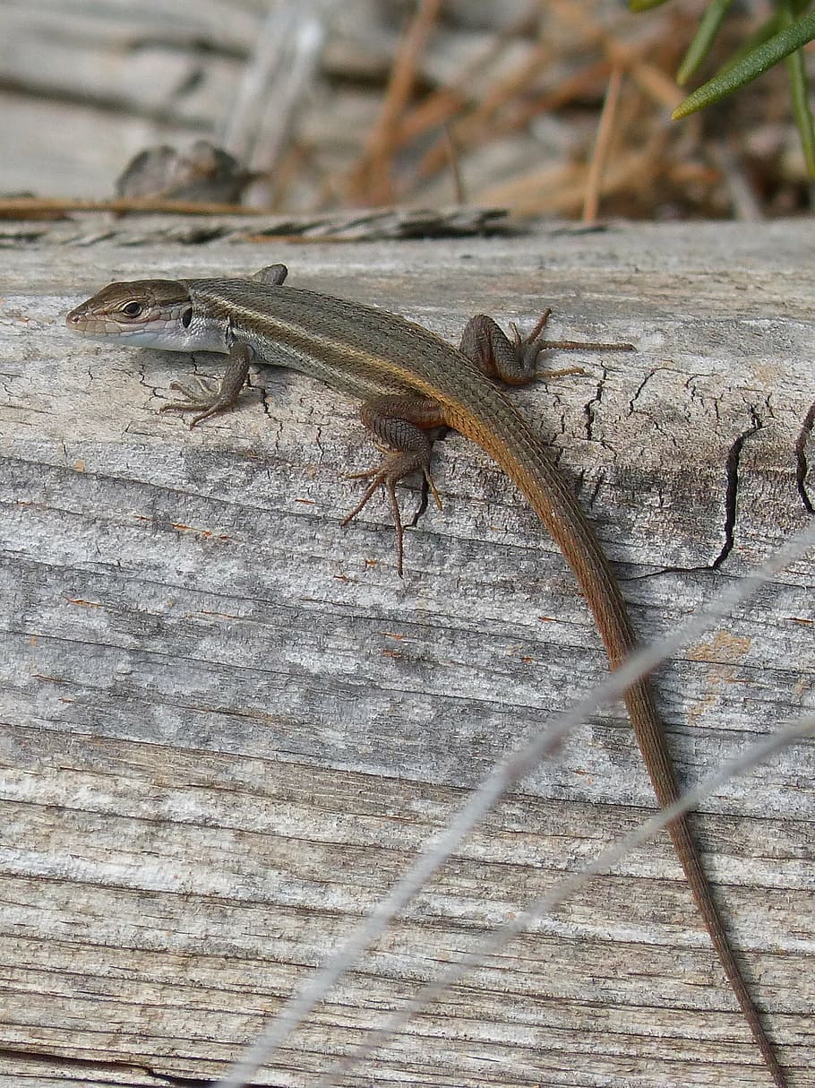lizard, sargantana, trunk, animal, reptile, nature, wildlife HD wallpaper
