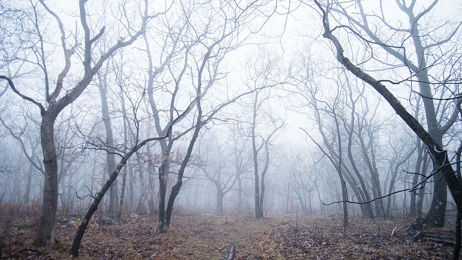 bare forest during foggy day, landscape photography of bare trees during foggy weather HD wallpaper