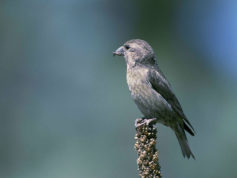 cone, pine, open, them, enable, that, beaks, specialized, have HD wallpaper