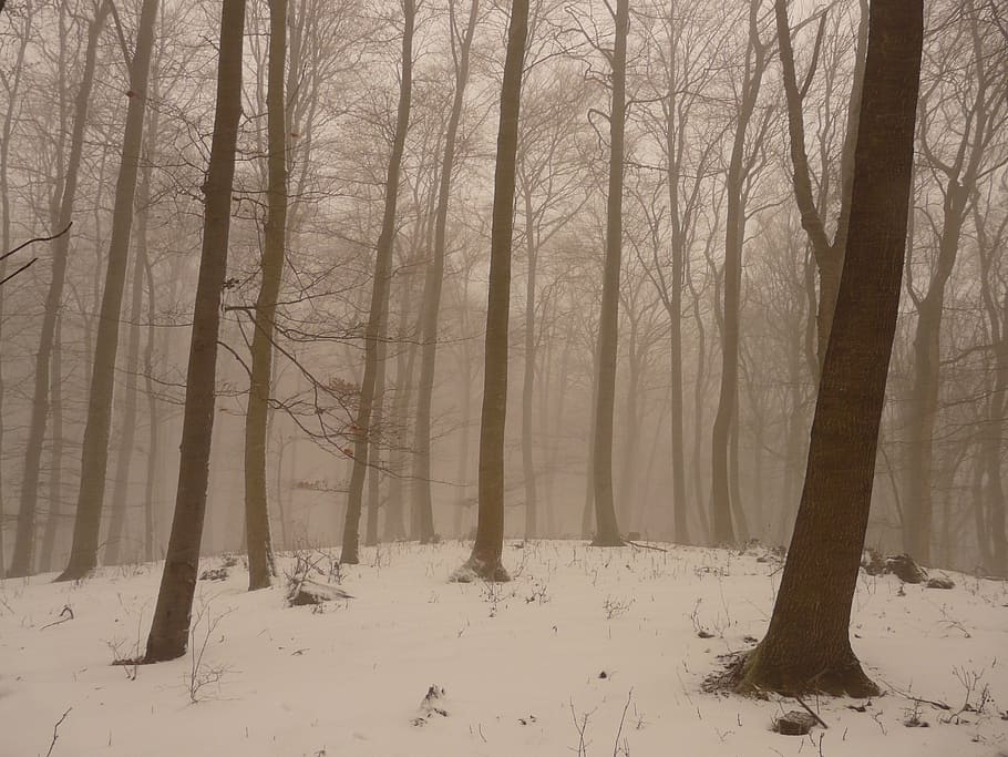 foggy forest during daytime, tree, tree trunks, haze, cold HD wallpaper