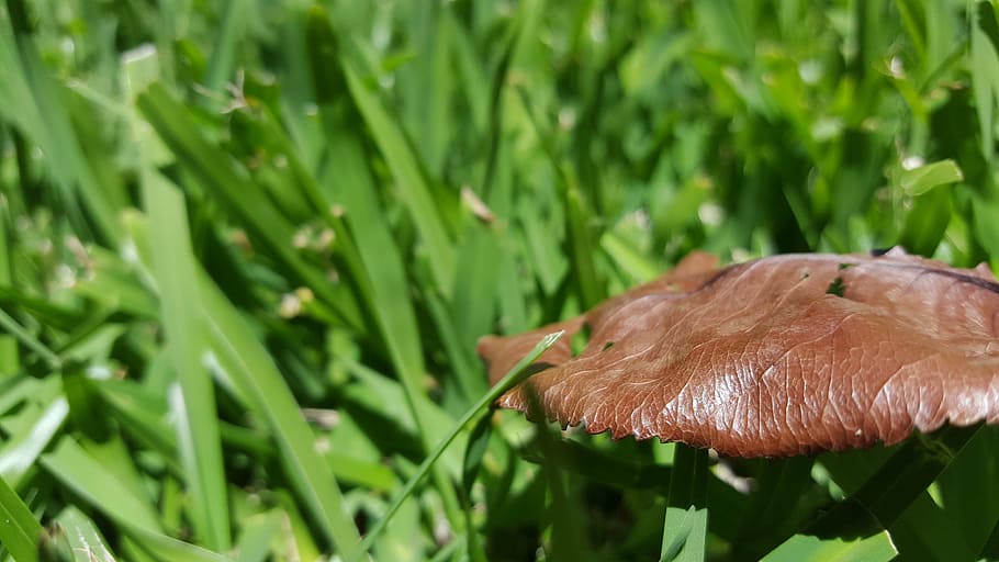 grass, leaf, green, plant, green color, growth, close-up, nature HD wallpaper