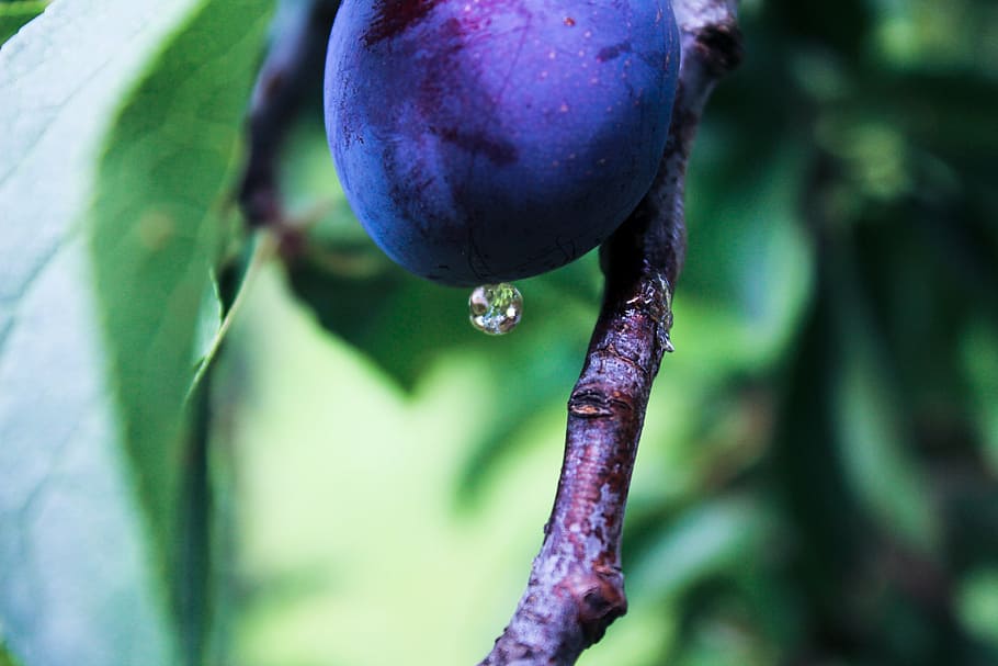 plum, fruit, drop, plums, ripe, organic, juicy, plant, food HD wallpaper