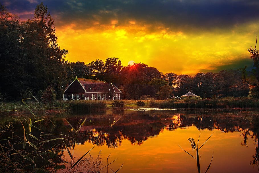 brown and white house near swamp surrounded by trees in distant of other white house HD wallpaper