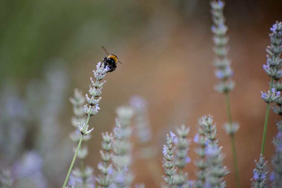 bumblebee, lavender, bug, flowers, summer, purple flower, one animal HD wallpaper