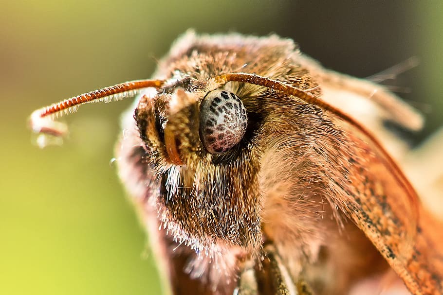 insect, motte, macro, eyes, probe, animal themes, one animal HD wallpaper