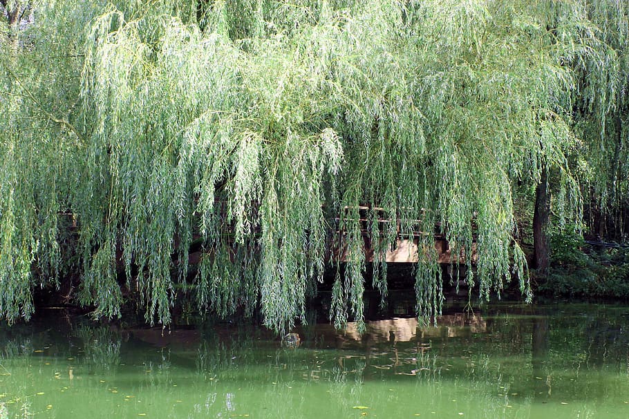 HD wallpaper: landscape, pasture, waters, weeping willow, nature