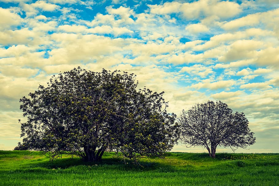 Trees, Meadow, Landscape, Nature, Sky, clouds, green, grass HD wallpaper