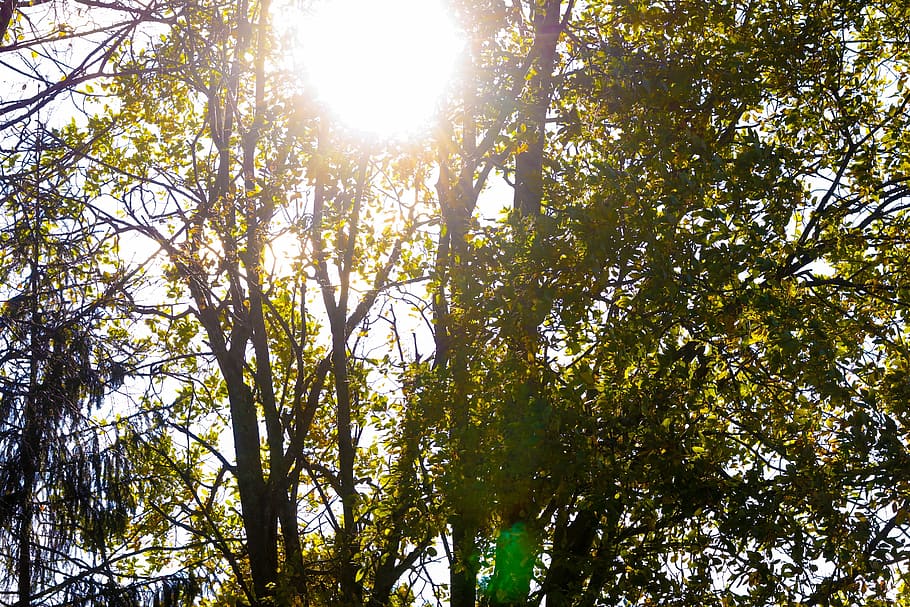 trees, landscape, nature, sun, autumn, fall, plant, sunlight HD wallpaper