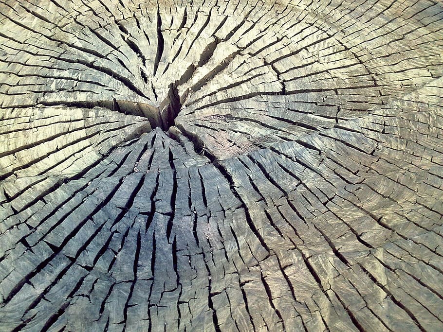Tree, Trunk, Wood, Nature, Bark, cracked, tree ring, textured HD wallpaper