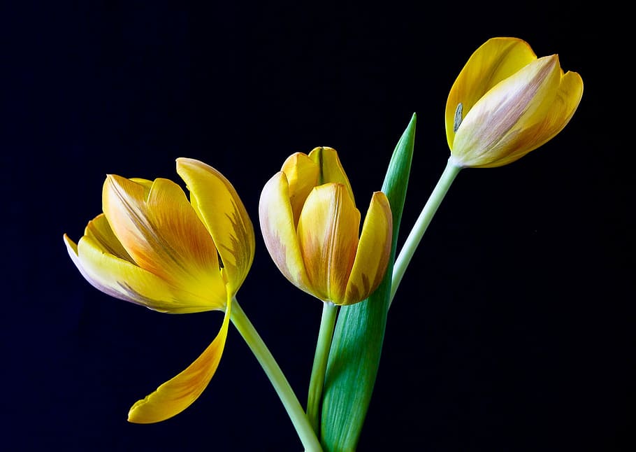 three yellow tulip flowers, spring, nature, springtime, plant HD wallpaper