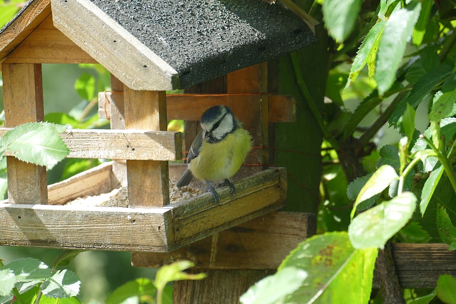 bird, blue tit, close, aviary, feed, food, watch, sun, feeding HD wallpaper
