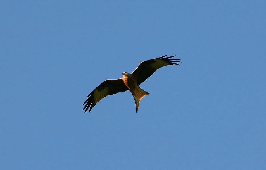 low angle photography of kite flying under blue sky, Bird Of Prey, HD wallpaper