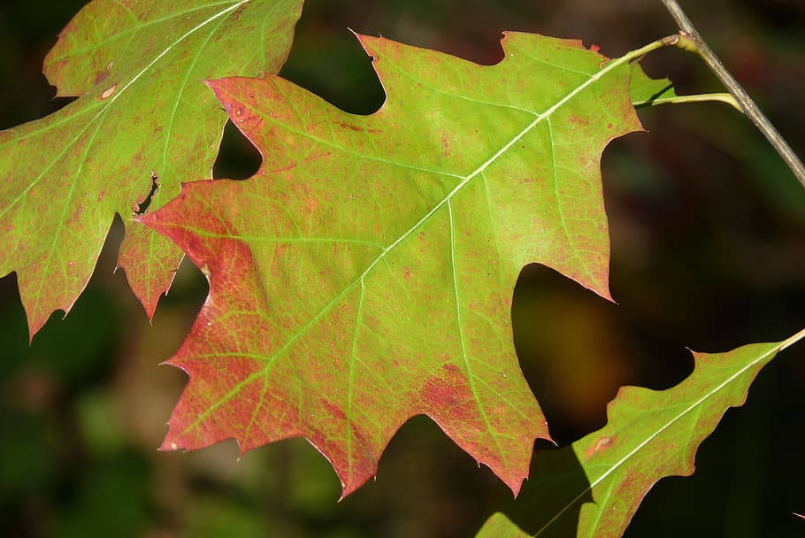 leaf, maple, autumn, red, green, leaves, tree, maple leaf, colorful HD wallpaper