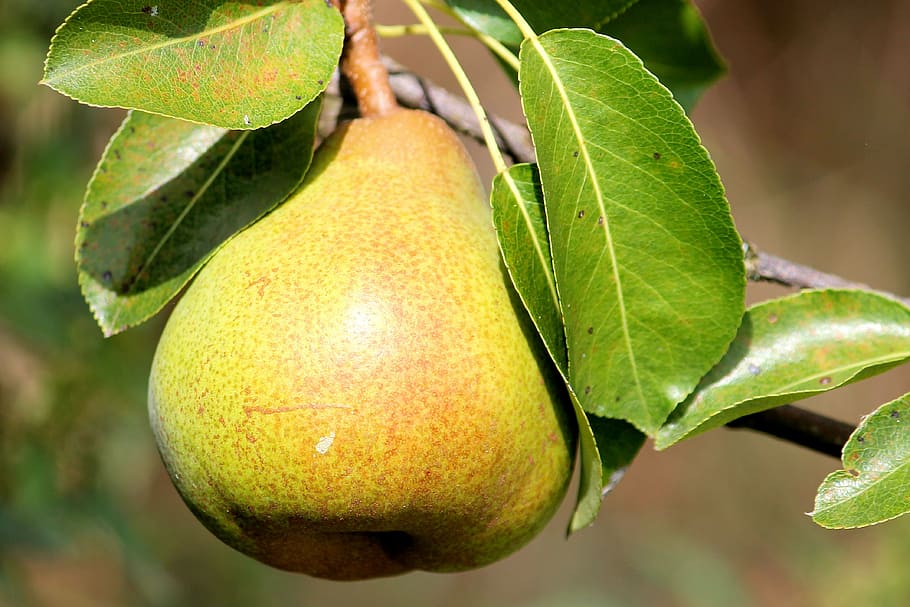 yellow pear on stem, leaves, fruit, delicious, branch, pear tree HD wallpaper