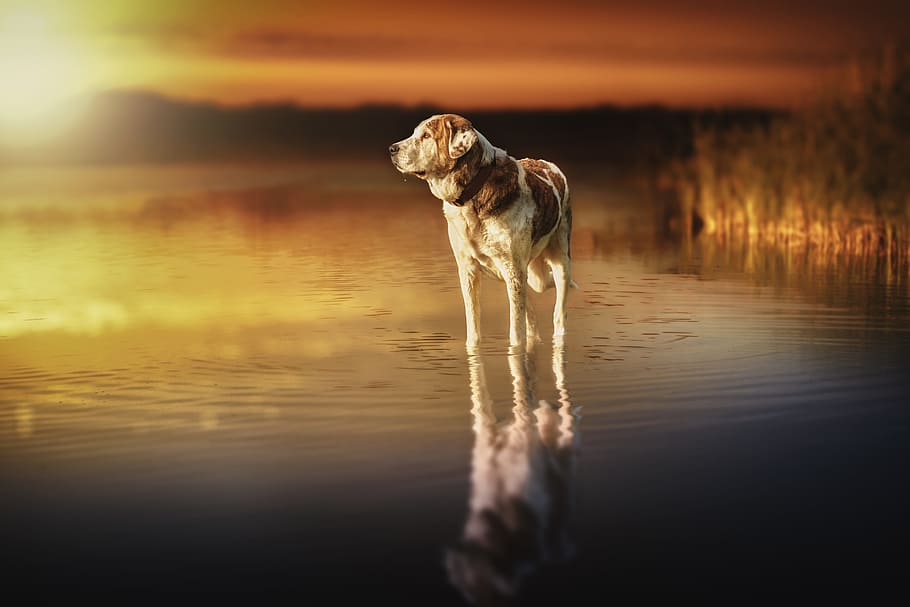 adult white and brown dog on body of water, sunset, waters HD wallpaper