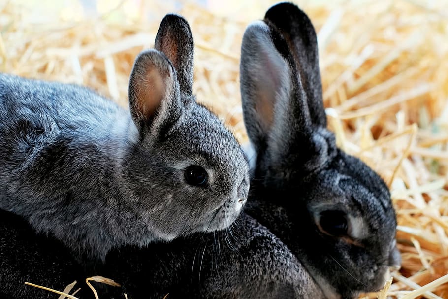 gray and black rabbits, child, doe, snuggle, spring, mammal HD wallpaper