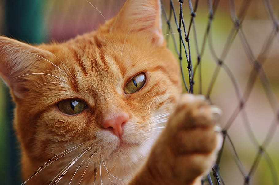 shallow focus of orange Tabby cat, red, cute, mackerel, tiger, HD wallpaper