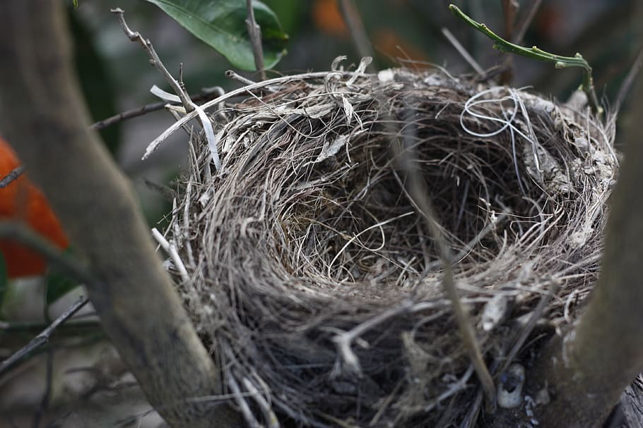 nest, bird, tree, nature, close-up, no people, plant, animal nest HD wallpaper
