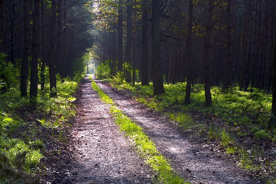 light, luminously, the path, morning, tree, landscape, nature HD wallpaper
