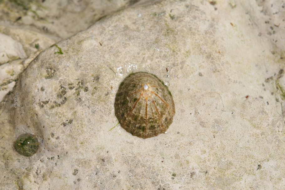 aquatic, barnacle, beach, clam, copy, creature, crustation HD wallpaper