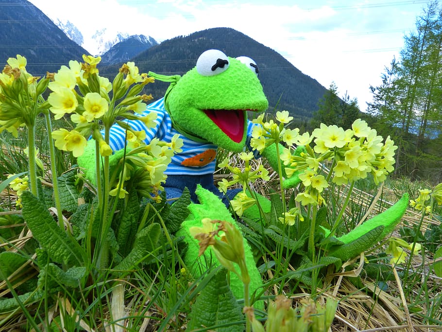 Kermit the Frog on green grass, Marvel, Cowslip, Primrose, spring HD wallpaper