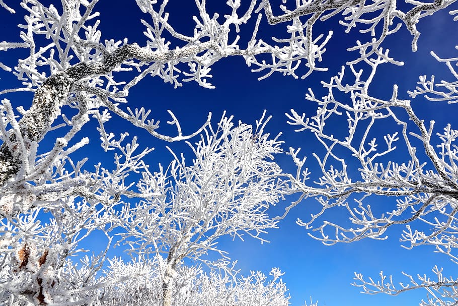 frost, winter, snow, cold, season, cold temperature, frozen HD wallpaper