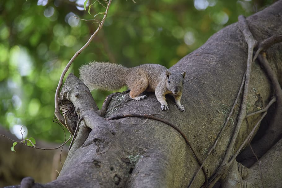 squirrel brown, startled, animal, animal themes, animal wildlife HD wallpaper