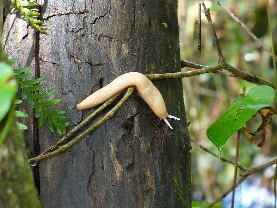slug, tree, forest, plant, focus on foreground, animal themes HD wallpaper