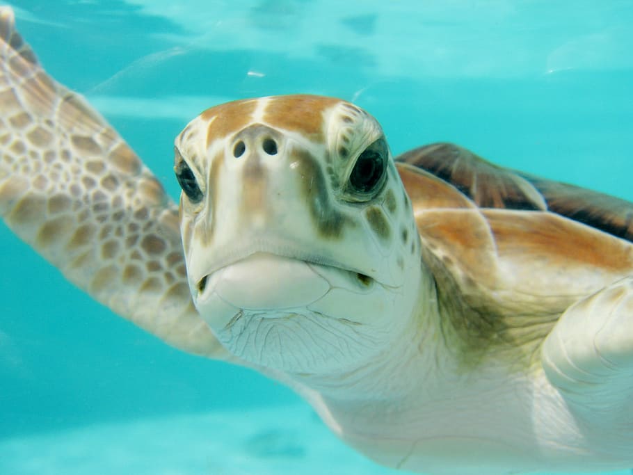 closeup photo of turtle, mexico, swim, underwater, nature, animal, HD wallpaper