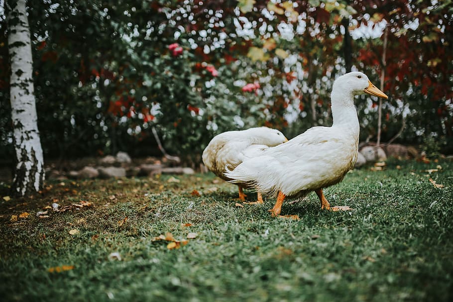 White ducks on the grass, bird, leaves, animal, nature, farm HD wallpaper