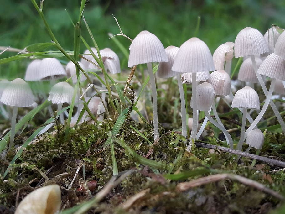 mushrooms, fall, nature, forest, undergrowth, wood, fungus HD wallpaper
