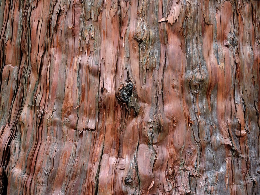 background, tree, cedar, bark, close-up, forest, nature, ancient HD wallpaper