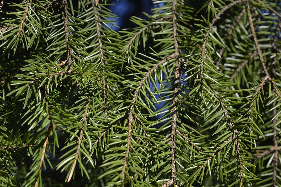 Needle, six, green, green color, tree, pine tree, growth, nature HD wallpaper