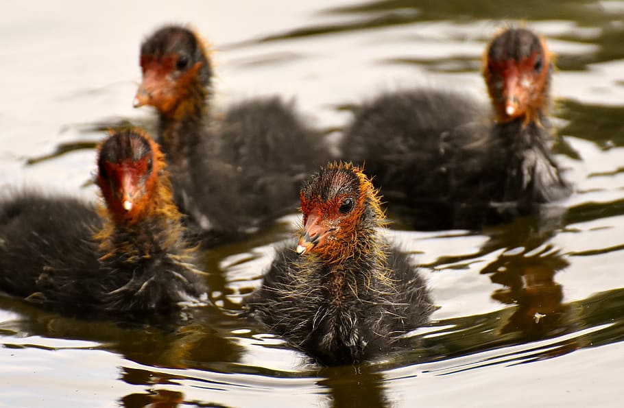 four black ducklings on body of water, coots, chicks, leader HD wallpaper