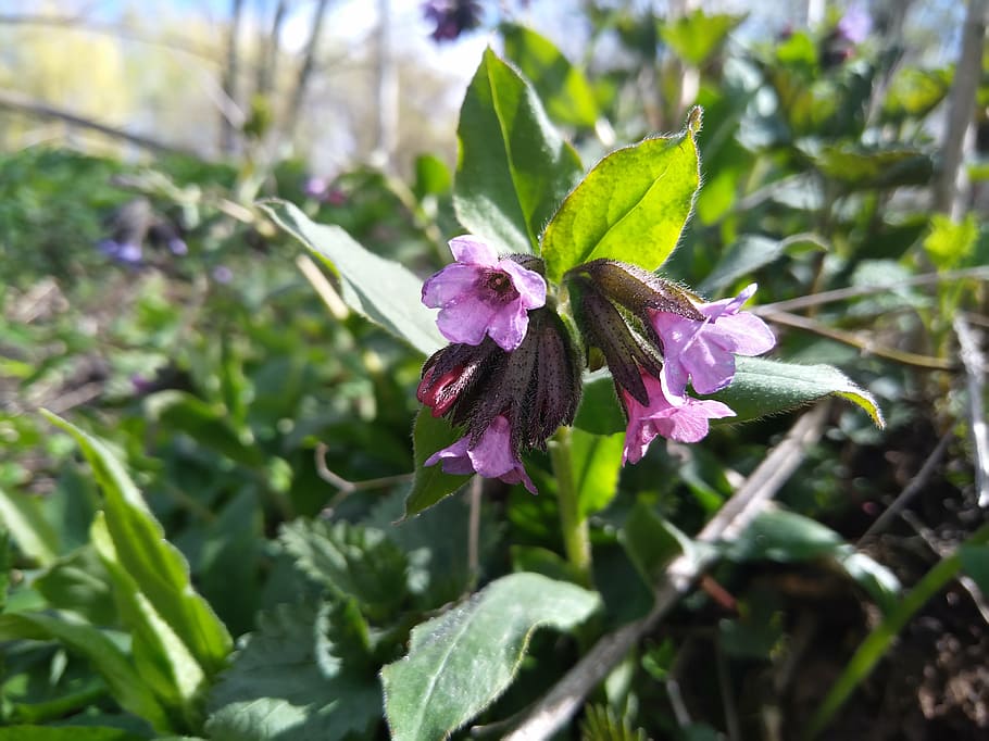 lungwort, flower, spring flower, macro, plant, flowering plant HD wallpaper