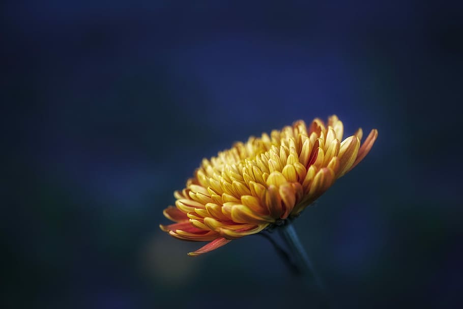 yellow daisy flower, yellow Chrysanthemum flower selective focus photography HD wallpaper