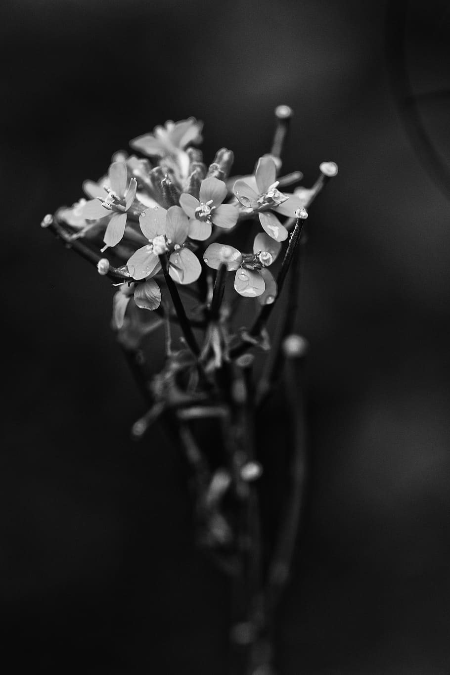 Flower, Spring, Nature, spring flower, plant, no people, black background HD wallpaper