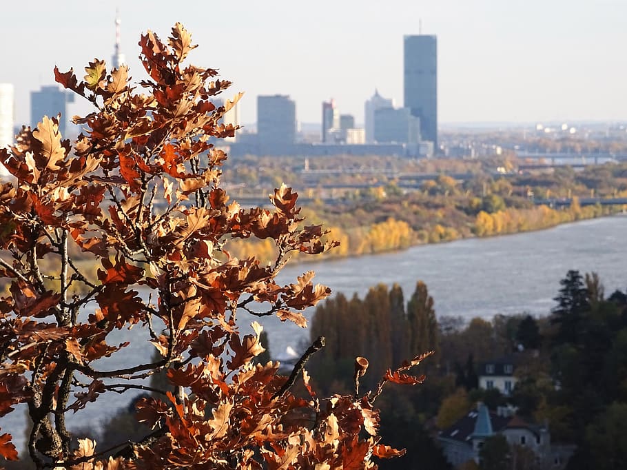 vienna, danube, millenium tower, autumn, leaves, building exterior HD wallpaper