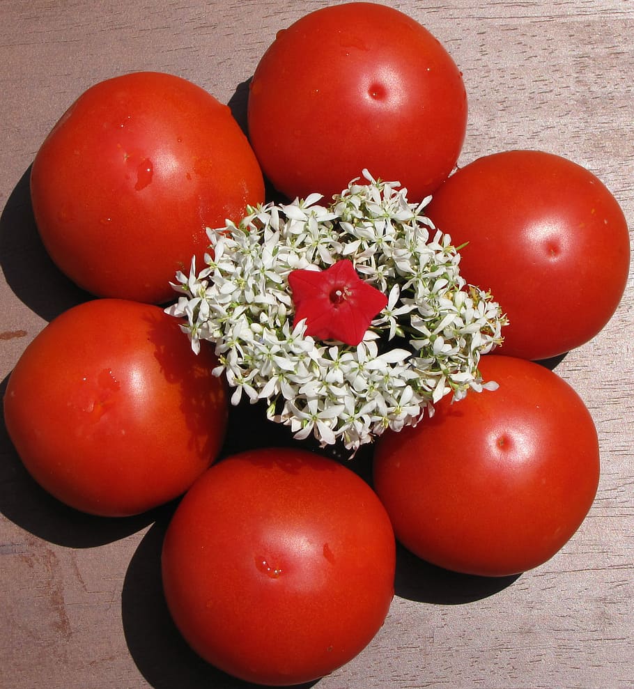 Tomato, Flower, Ripe, Fresh, Garden, red, summer, crop, gardening HD wallpaper