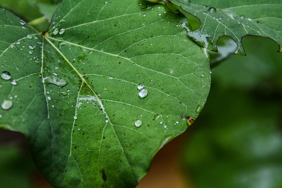 nature, autumn, rain, trees, leaves, green, trunk, plant, forest HD wallpaper
