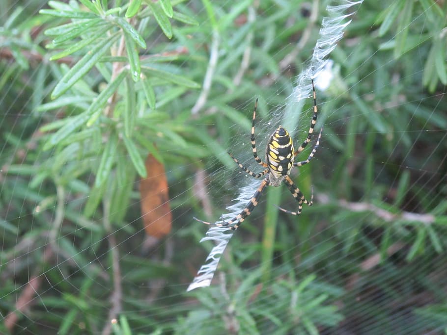 spider, rosemary, spider web, animals in the wild, invertebrate HD wallpaper
