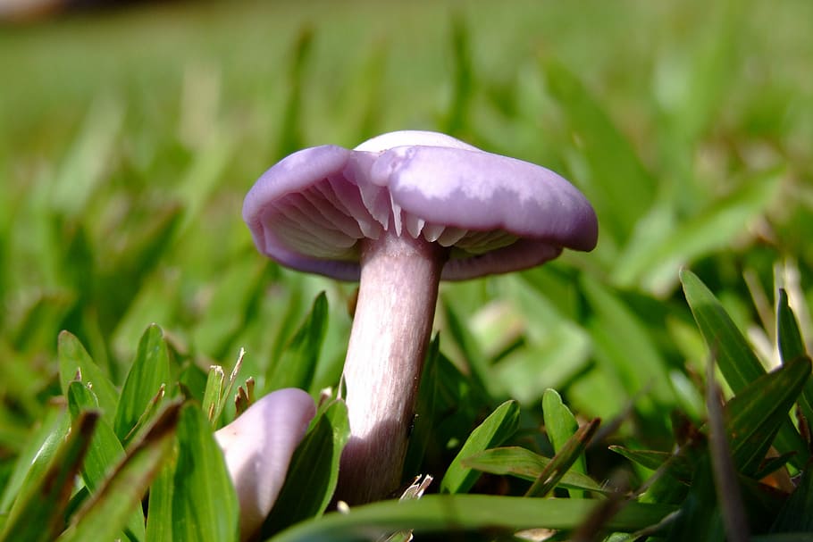 mushroom, grass, macro, vegetable, plant, food, growth, fungus HD wallpaper