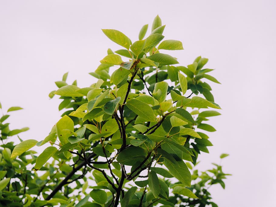 Leaves on a Tree, branches, green, Nature, Summer, Green Leaves HD wallpaper