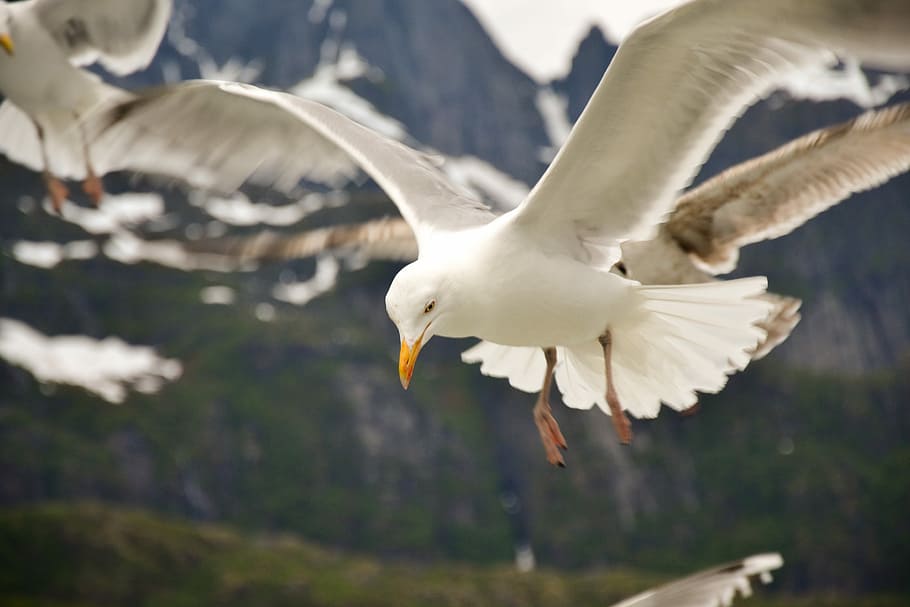 Seagull, Bird, Beak, Wildlife, Fly, sky, seabird, outdoor, animals in the wild HD wallpaper