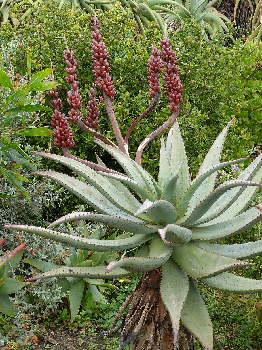 South Africa, Plant, Aloe, aloe vera, blossom, bloom, park, HD wallpaper
