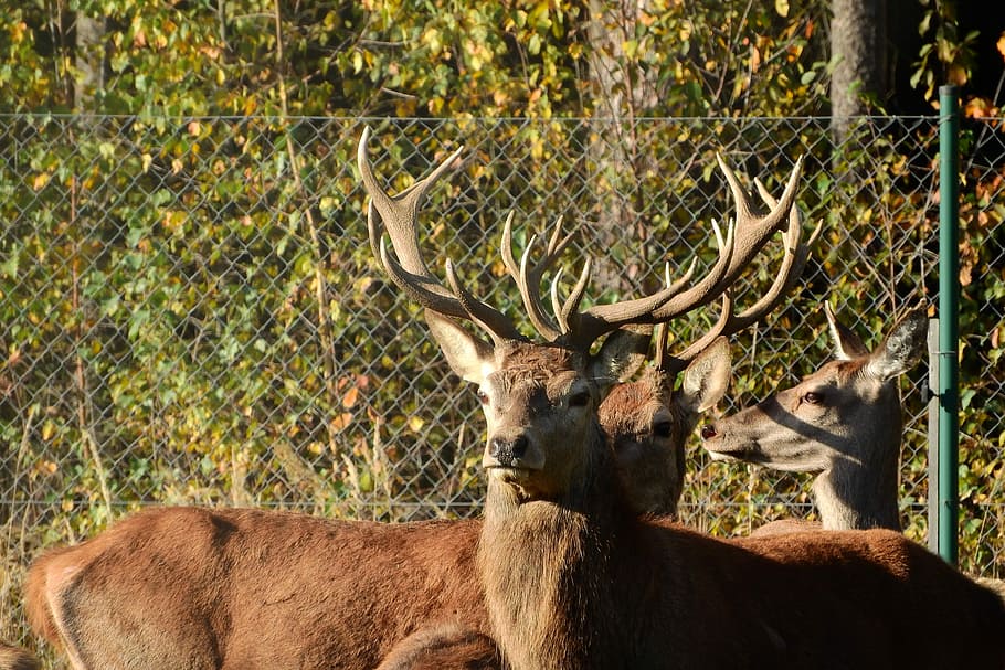 Hart, Antlers, park, animal, deer, mammal, nature, wildlife HD wallpaper