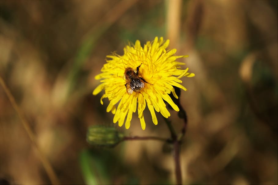 Wasp, Dandelion, Flower, Insect, pollination, blossom, biology HD wallpaper