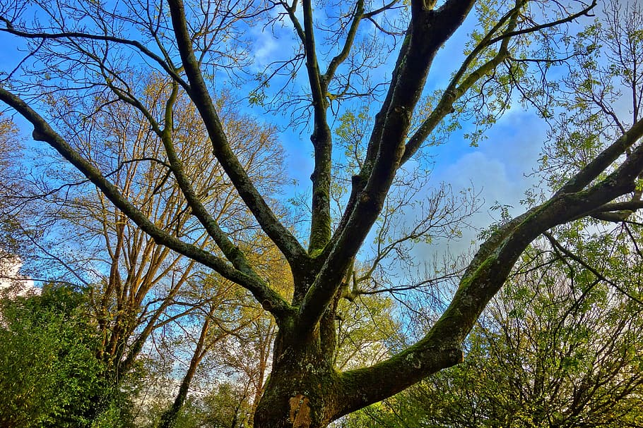 tree, branch, tree top, silhouette, autumn, sky, blue sky, nature HD wallpaper