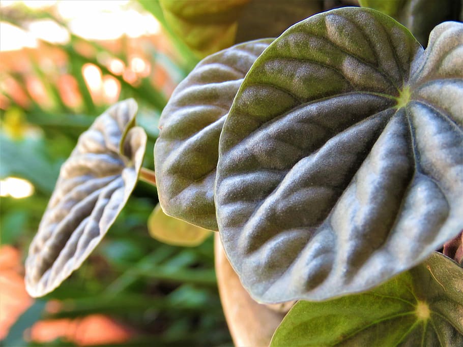 leaf, nature, flora, garden, color, outdoors, summer, beautiful HD wallpaper